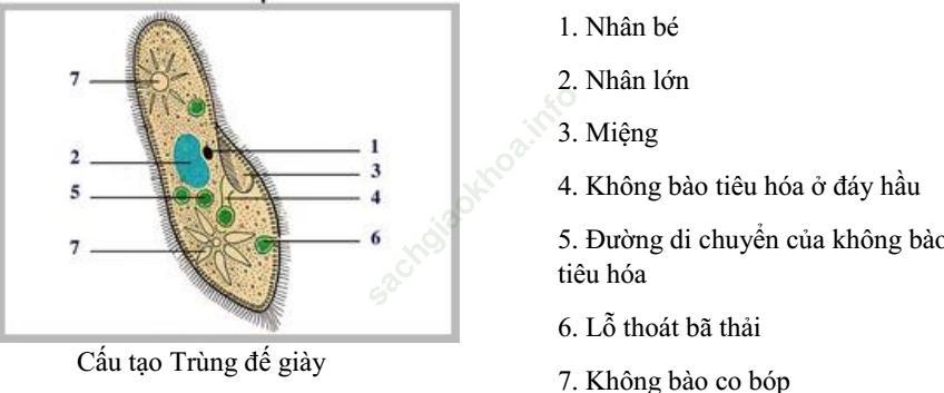 Giải bài 2 trang 13 sgk Sinh 7 ảnh 1