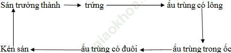 Trả lời câu hỏi Sinh 7 Bài 11 trang 42 ảnh 1