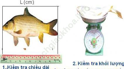 Trả lời câu hỏi Bài 54 trang 146 Công nghệ 7 ảnh 1