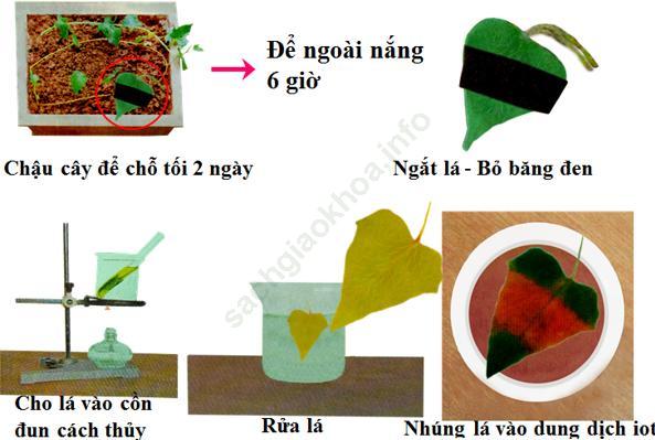 Lý thuyết, Trắc nghiệm Sinh học 6 Bài 21: Quang hợp ảnh 1