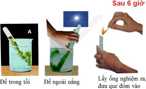 Lý thuyết, Trắc nghiệm Sinh học 6 Bài 21: Quang hợp ảnh 2