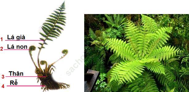 Lý thuyết, Trắc nghiệm Sinh học 6 Bài 39: Quyết - Cây dương xỉ ảnh 2