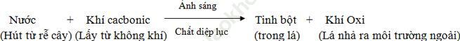 Lý thuyết, Trắc nghiệm Sinh học 6 Bài 21: Quang hợp ảnh 4