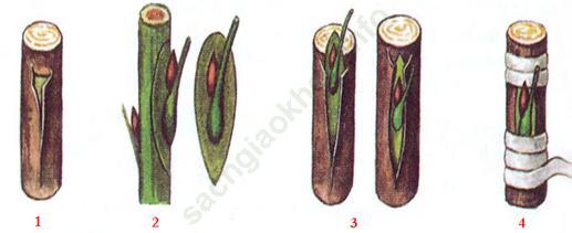 Lý thuyết, Trắc nghiệm Sinh học 6 Bài 27: Sinh sản sinh dưỡng do người ảnh 4