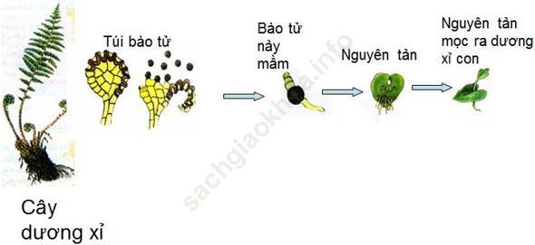 Lý thuyết, Trắc nghiệm Sinh học 6 Bài 39: Quyết - Cây dương xỉ ảnh 4