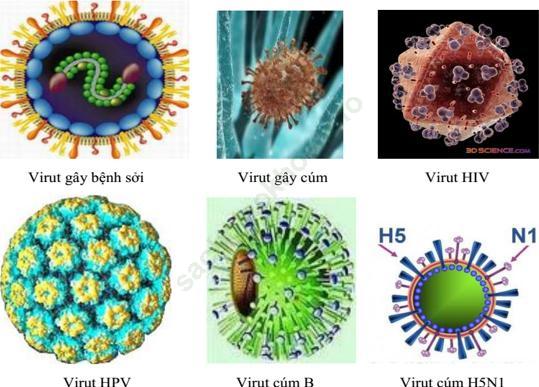 Lý thuyết, Trắc nghiệm Sinh học 6 Bài 50: Vi khuẩn ảnh 4