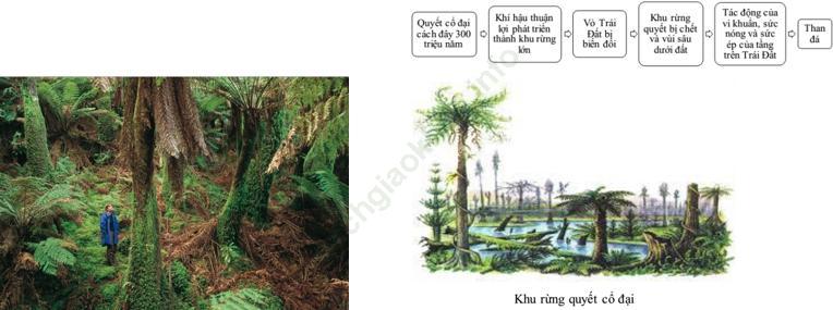 Lý thuyết, Trắc nghiệm Sinh học 6 Bài 39: Quyết - Cây dương xỉ ảnh 7