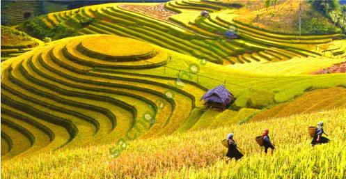 Lý thuyết & Trắc nghiệm Bài 17: Vùng Trung du và miền núi Bắc Bộ - Địa lí 9 hình ảnh 1