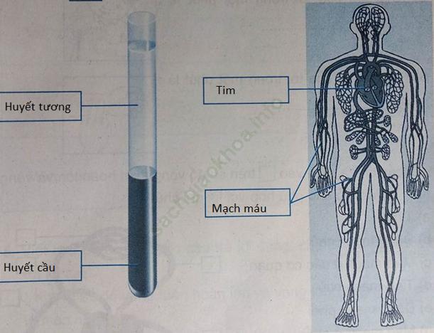 Bài 6: Máu và cơ quan tuần hoàn ảnh 1