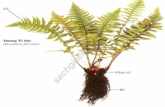Giải bài 2 trang 131 sgk Sinh 6 | Để học tốt Sinh 6