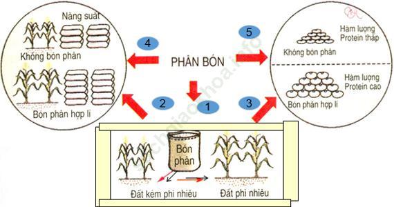 Lý thuyết & Trắc nghiệm Bài 7: Tác dụng của phân bón trong trồng trọt ảnh 1
