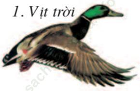 Lý thuyết & Trắc nghiệm Bài 53: Môi trường sống và sự vận động di chuyển ảnh 1