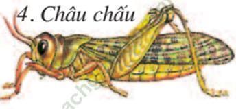 Lý thuyết Sinh học 7 Bài 53: Môi trường sống và sự vận động di chuyển (hay, chi tiết) | Lý thuyết đầy đủ nhất