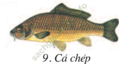 Lý thuyết Sinh học 7 Bài 53: Môi trường sống và sự vận động di chuyển (hay, chi tiết) | Lý thuyết đầy đủ nhất