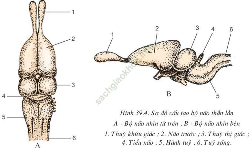 Lý thuyết Sinh học 7 Bài 39: Cấu tạo trong của thằn lằn (hay, chi tiết)