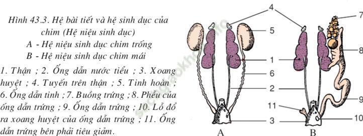 Lý thuyết Sinh học 7 Bài 43: Cấu tạo trong của chim bồ câu (hay, chi tiết)