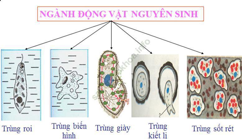 Lý thuyết Sinh học 7 Bài 2: Phân biệt động vật với thực vật. Đặc điểm chung của động vật (hay, chi tiết)