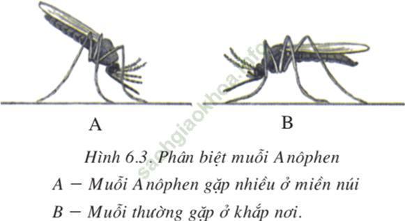 Lý thuyết Sinh học 7 Bài 6: Trùng kiết lị và trùng sốt rét (hay, chi tiết)