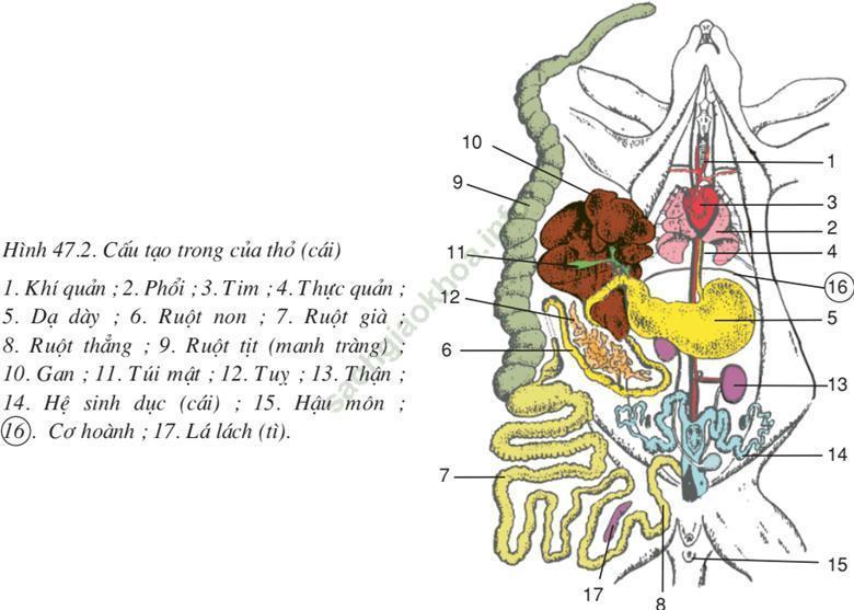 Lý thuyết Sinh học 7 Bài 47: Cấu tạo trong của thỏ (hay, chi tiết)