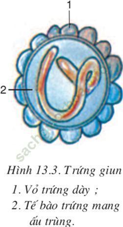 Lý thuyết Sinh học 7 Bài 13: Giun đũa (hay, chi tiết)