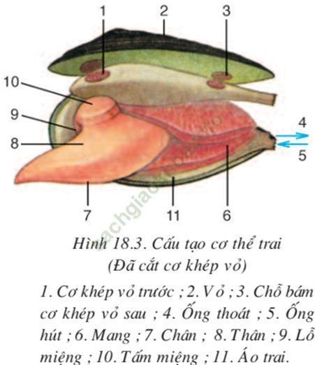 Lý thuyết Sinh học 7 Bài 18: Trai sống (hay, chi tiết)