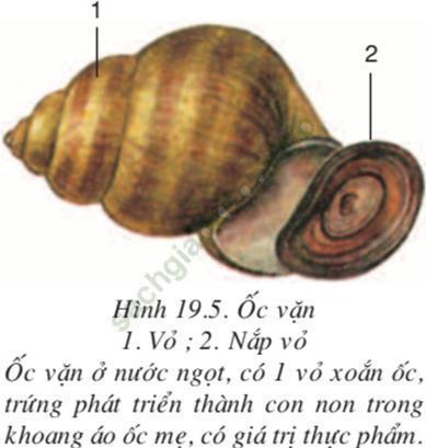 Lý thuyết Sinh học 7 Bài 19: Một số thân mềm khác (hay, chi tiết)