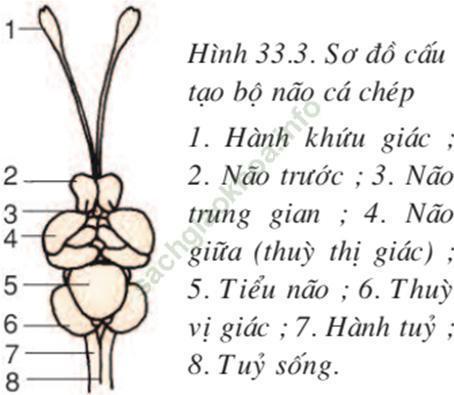 Lý thuyết Sinh học 7 Bài 33: Cấu tạo trong của cá chép (hay, chi tiết)
