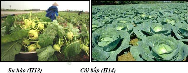 Giáo án Địa Lí 8 Bài 36: Đặc điểm đất Việt Nam | Giáo án Địa Lí 8 mới, chuẩn nhất