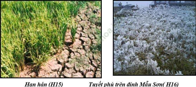 Giáo án Địa Lí 8 Bài 36: Đặc điểm đất Việt Nam | Giáo án Địa Lí 8 mới, chuẩn nhất
